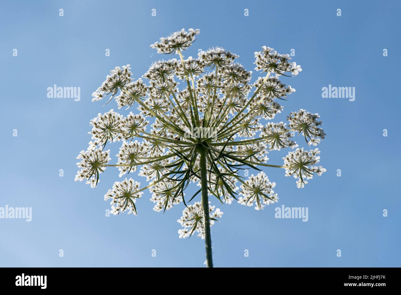 Wild carrot or Queen Anne's lace (Daucus carota) looking up at a flowering umbel and green bracts against a blue sky, Berkshire, July Stock Photo