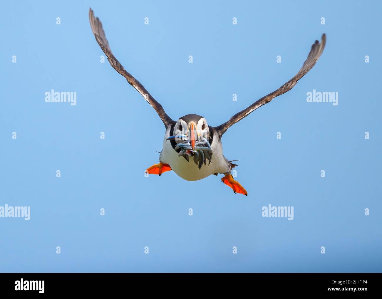 Puffins enjoy feasting on small fish including sand eels, herring and