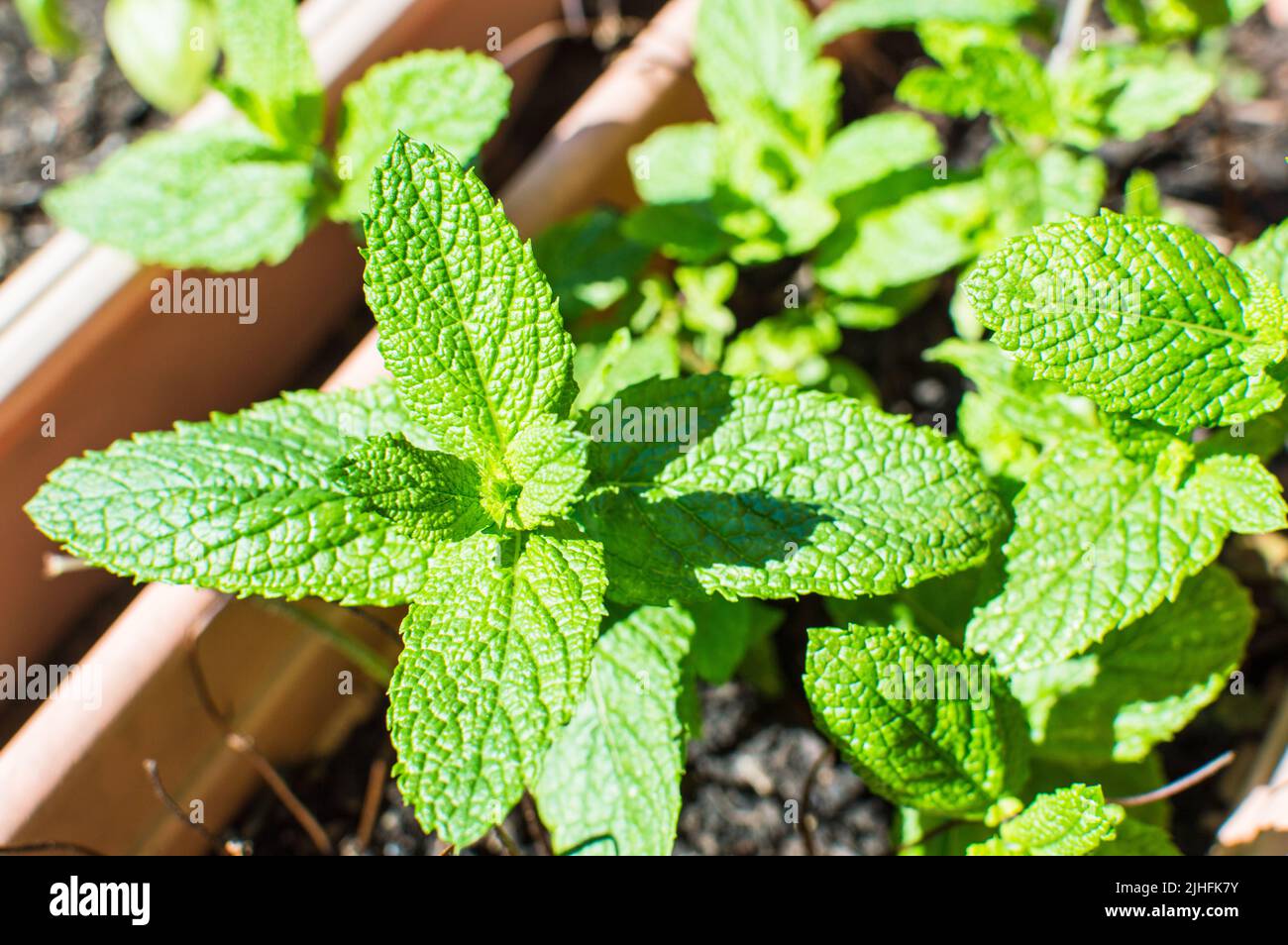 Mint Mentha plant in home garden pot Stock Photo
