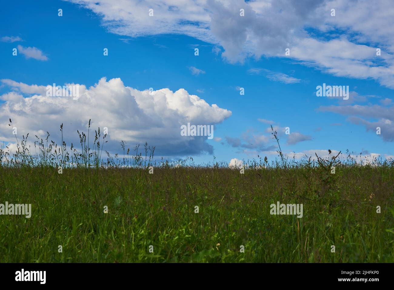 A green meadow under a bright blue sky with thick white clouds Stock ...