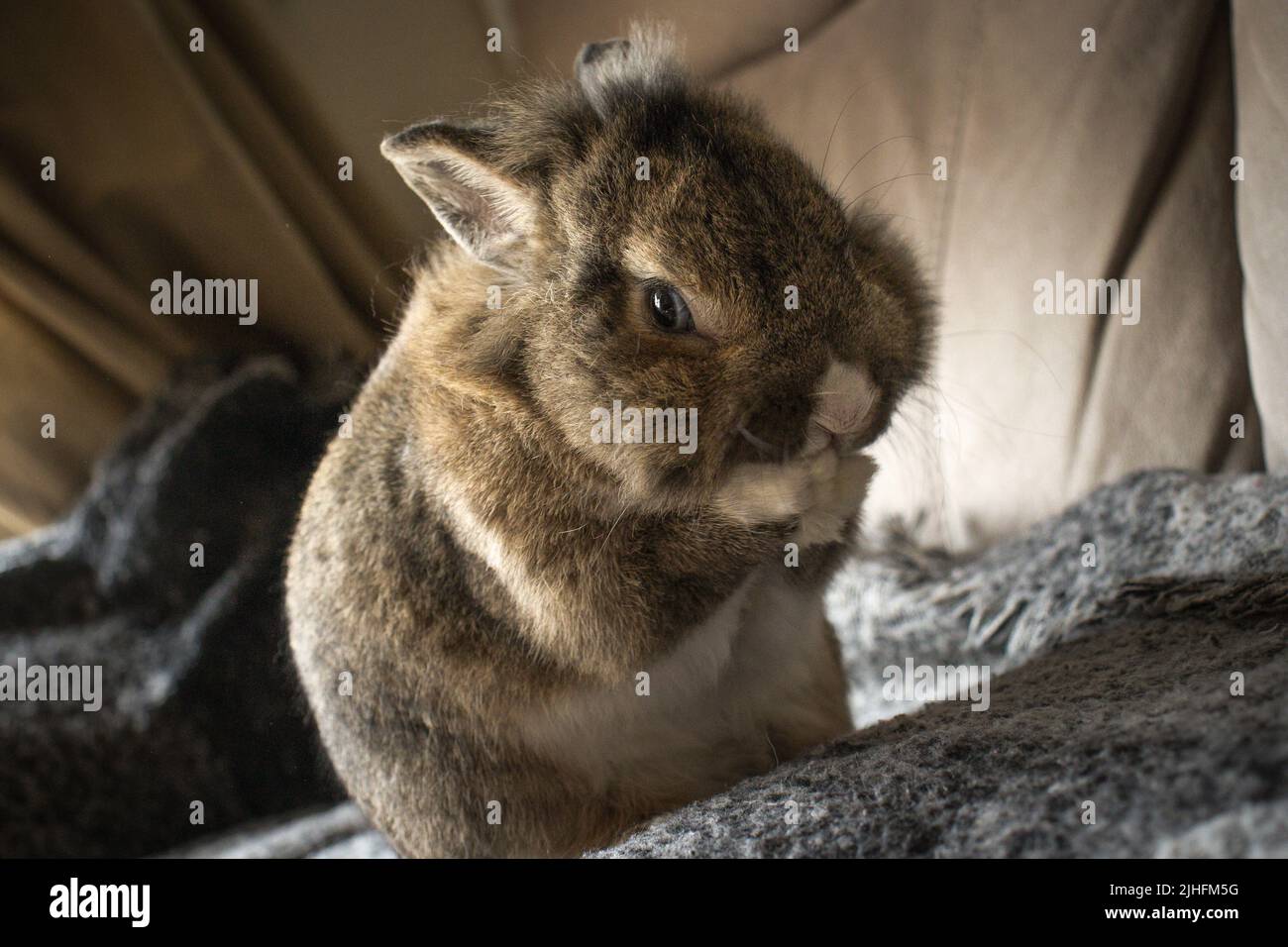 Rabbit washing hi-res stock photography and images - Alamy