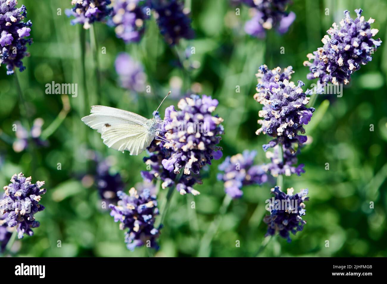 white butterfly collecting pollen on a lavender flower Stock Photo