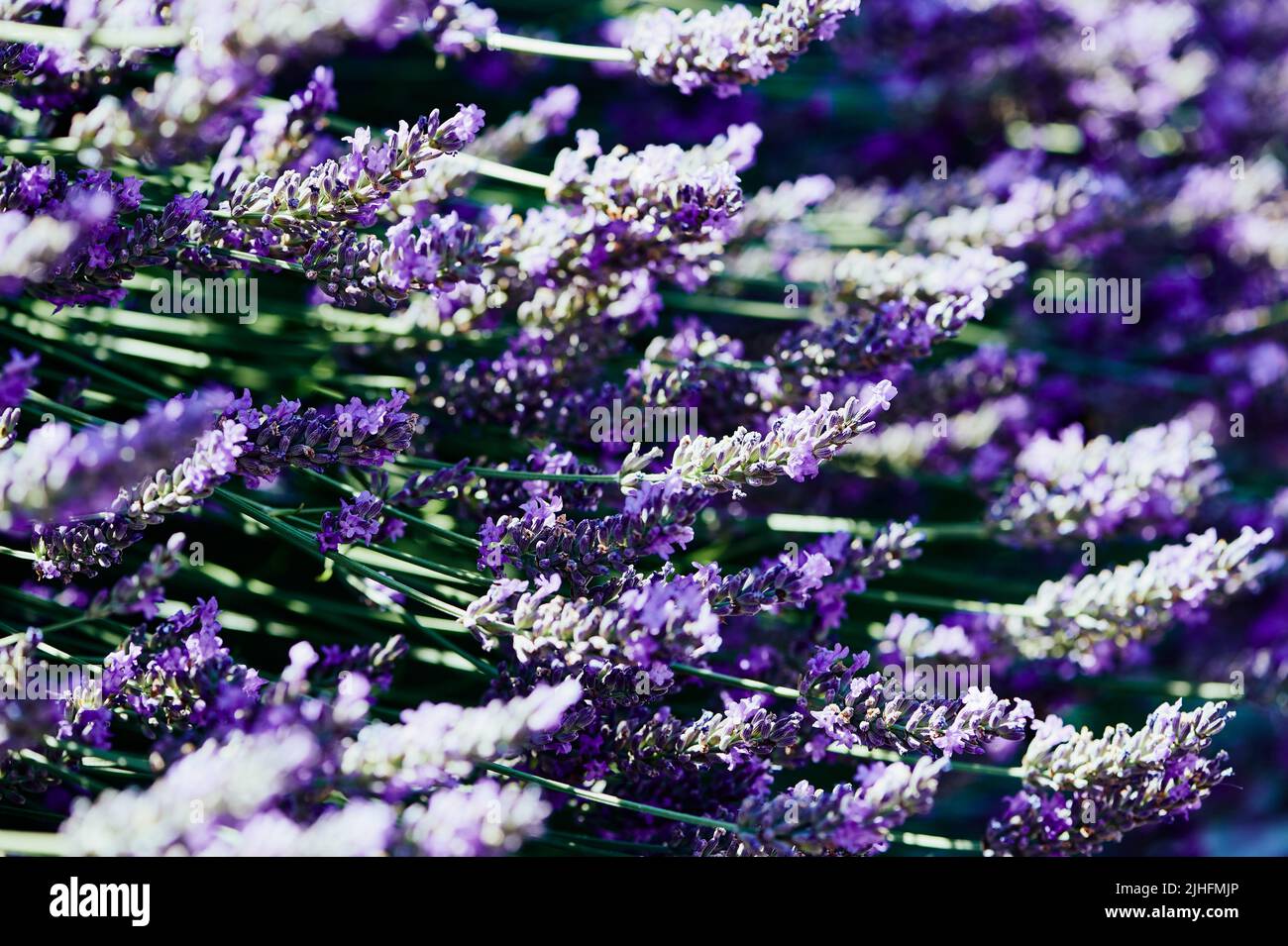 Lavender flowers close up taken in sunshine as image background Stock Photo