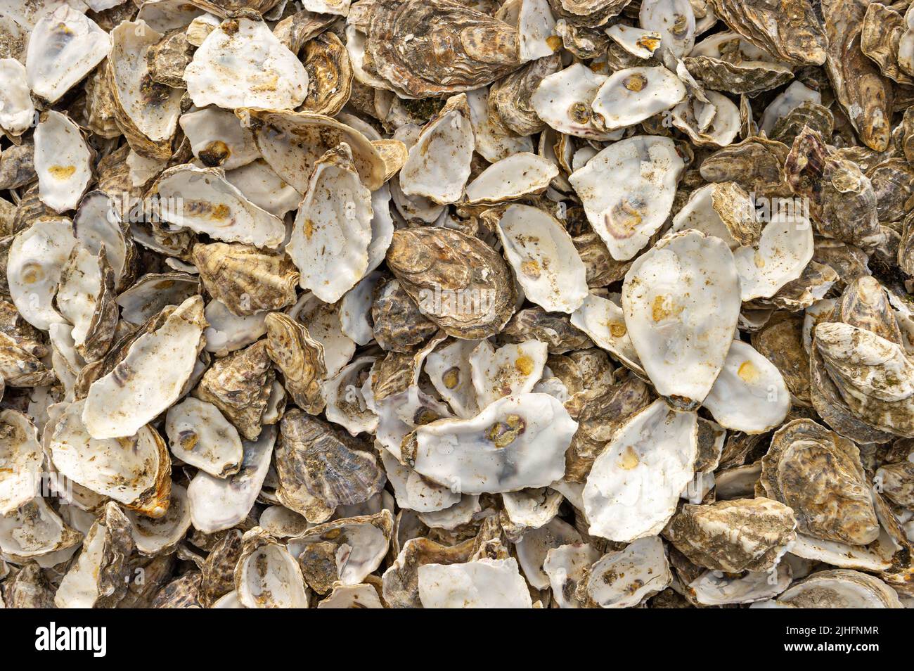 Oyster Shells on Whitstable Beach, Kent, England Stock Photo - Alamy