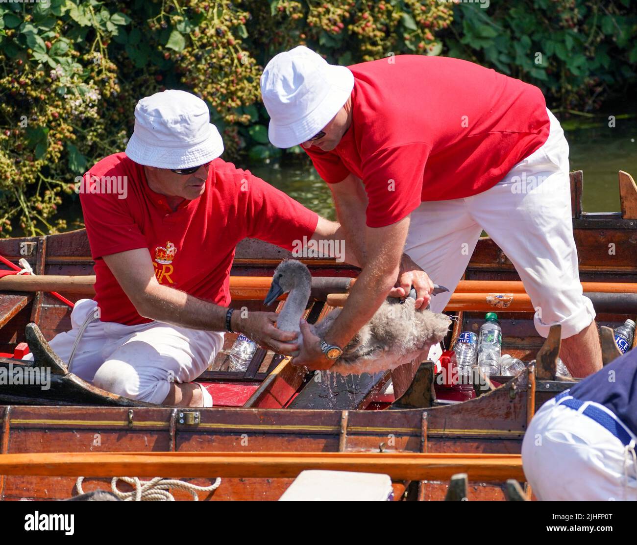 Swan Uppers check over a near StainesuponThames in Surrey