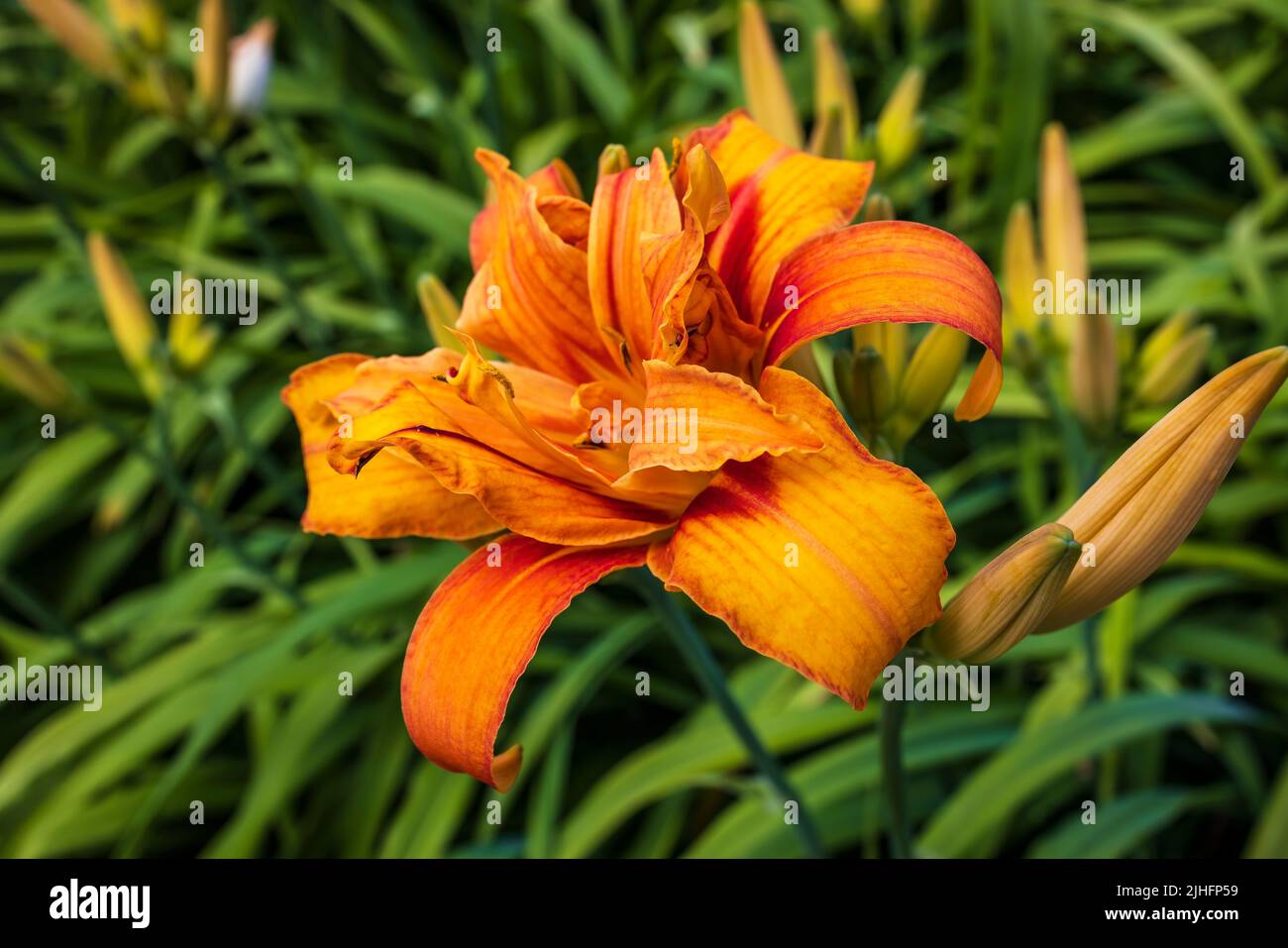 Stunning deep orange flower of Double Flowered Hemerocallis, or day lily in a garden. Stock Photo