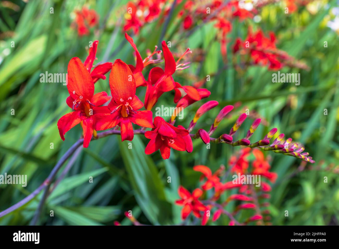 Crocosmia Lucifer red Montbretia small genus of flowering plants in the iris family Iridaceae growing in herbaceous border. Stock Photo