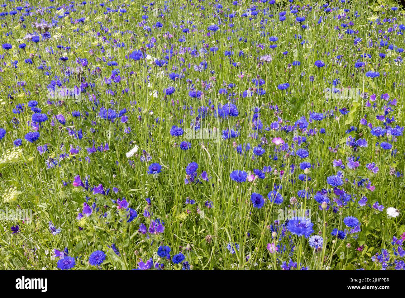 Summer carpet of blue meadow flowers in full bloom. Stock Photo