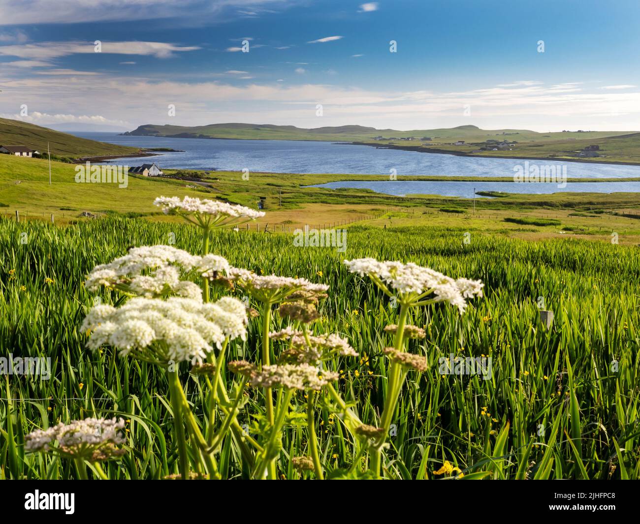 Yellow Flag Iris beds at Upper Urafirth, Mainland Shetland, Scotland, UK. Stock Photo