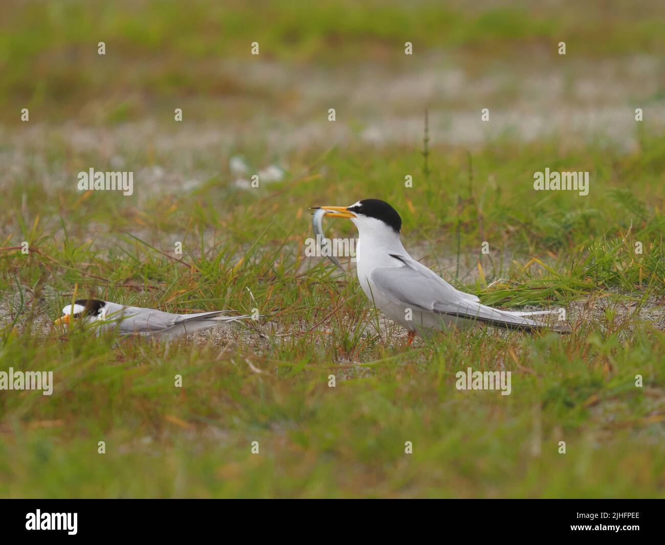 The terns were flying onto the machire resting up or making food offerings ! Stock Photo