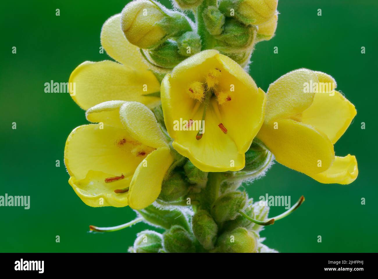 Mullein flowers Verbascum thapsus with buds in the meadow, closeup. Wild medicinal plant. Blurred green background. Trencin.Slovakia Stock Photo