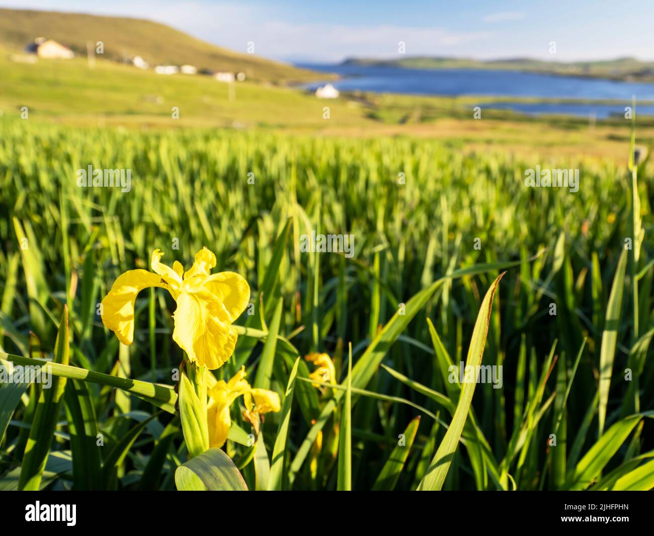 Yellow Flag Iris beds at Upper Urafirth, Mainland Shetland, Scotland, UK. Stock Photo