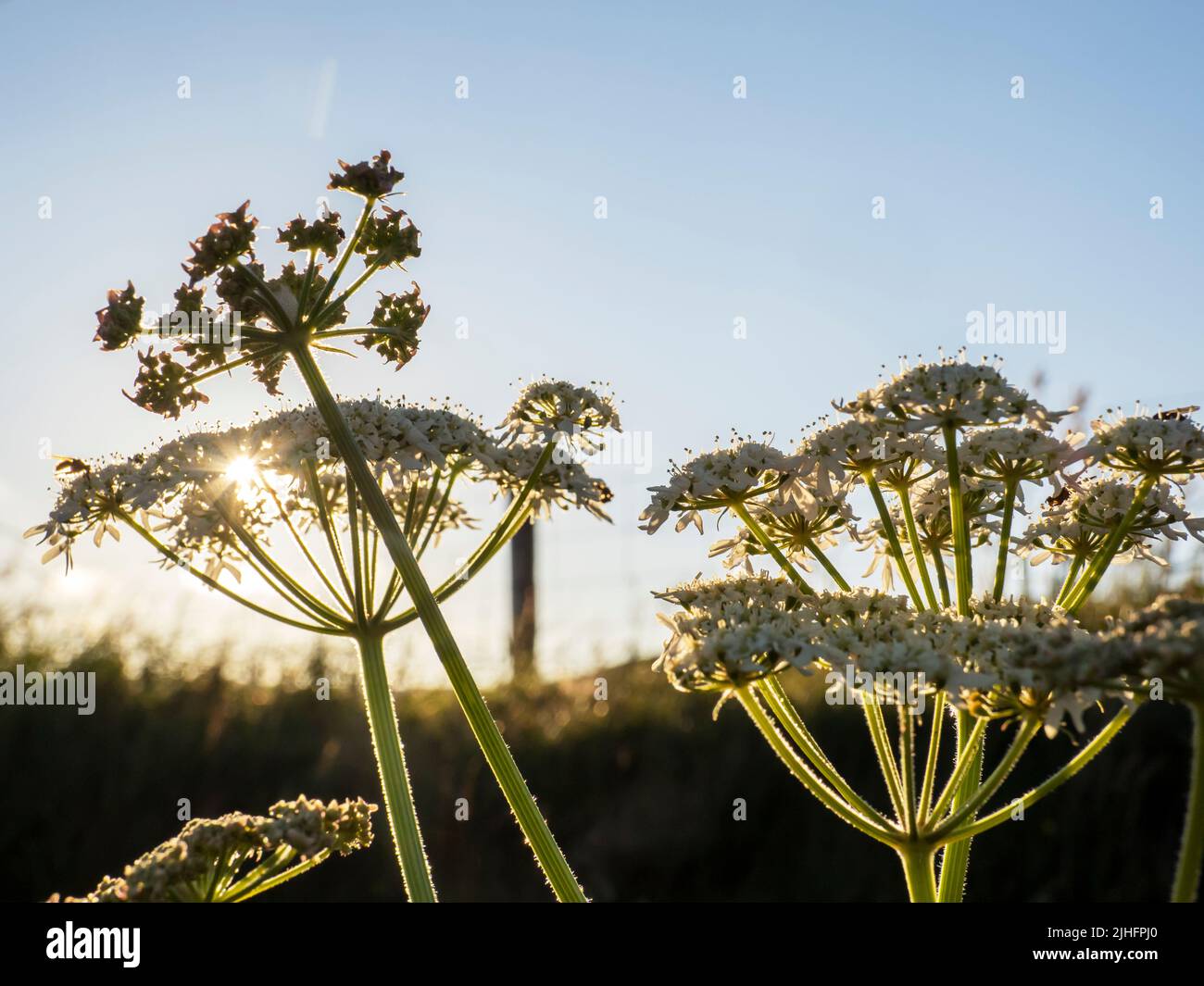 Cow Parsley, Anthriscus sylvestris at Upper Urafirth, Mainland Shetland, Scotland, UK. Stock Photo