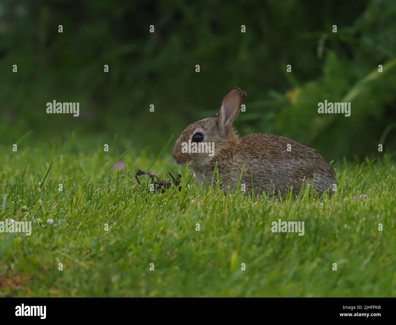 2022 was an exceptional year for the numbers of rabbits on North Uist ...