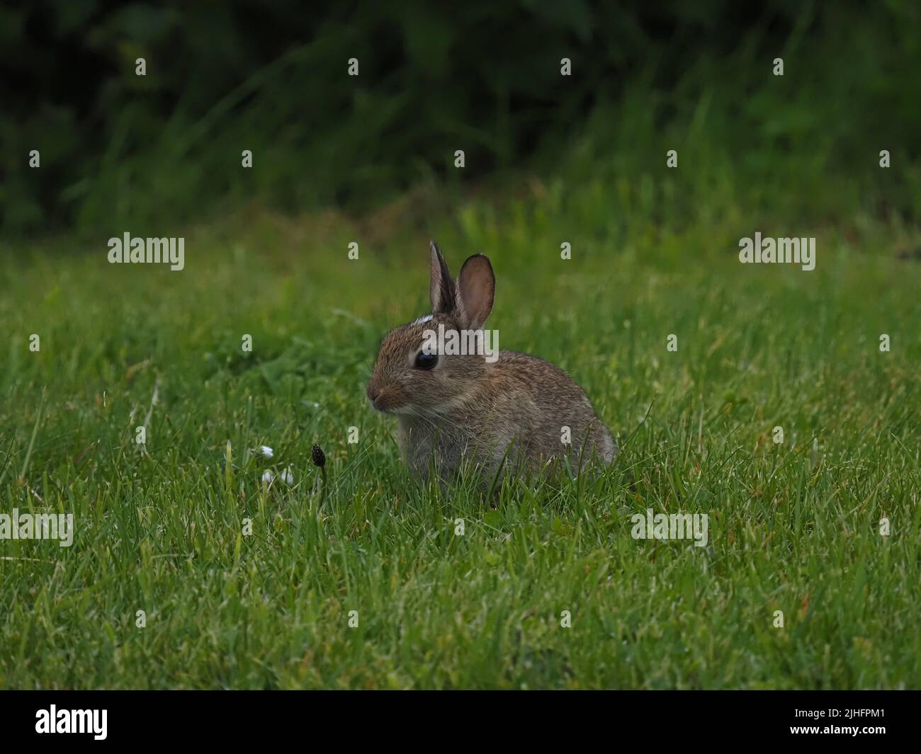 2022 was an exceptional year for the numbers of rabbits on North Uist ...