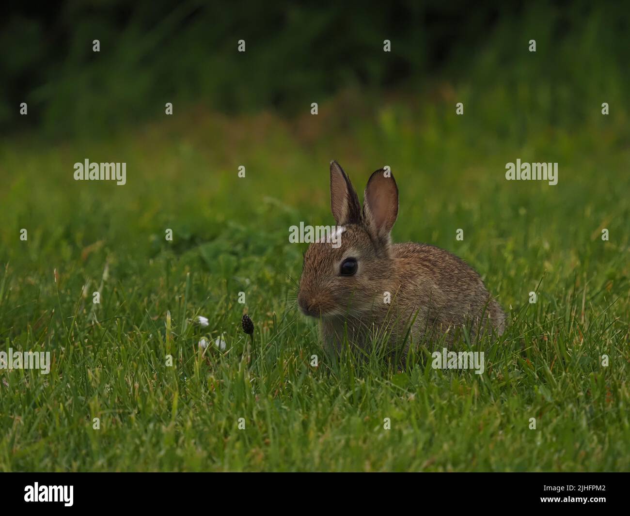 2022 was an exceptional year for the numbers of rabbits on North Uist,  good news for the raptors that hunt the island. Stock Photo