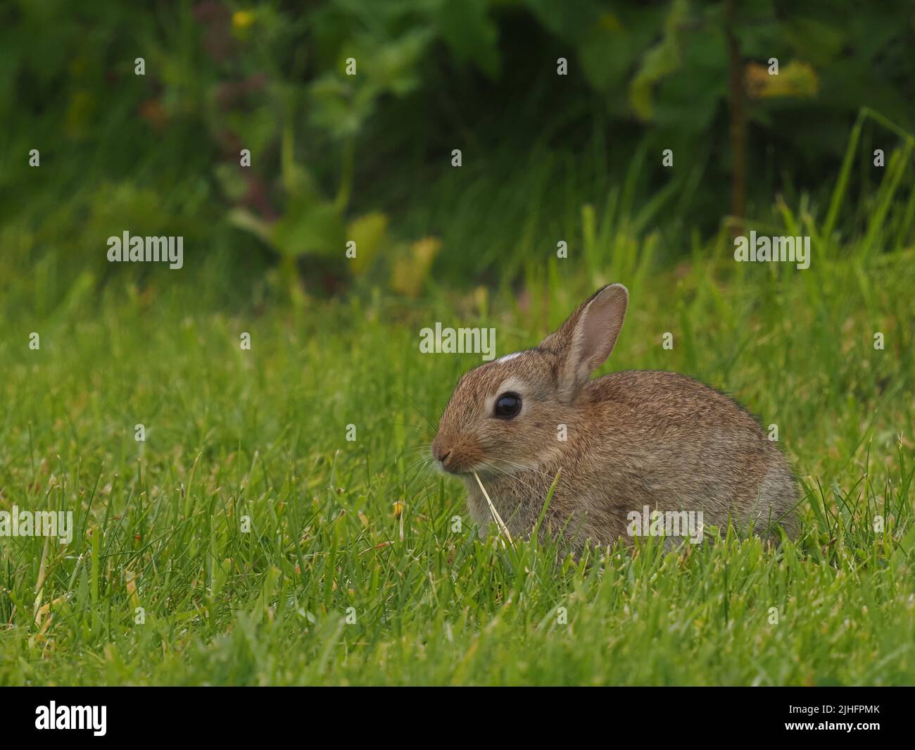 2022 was an exceptional year for the numbers of rabbits on North Uist ...