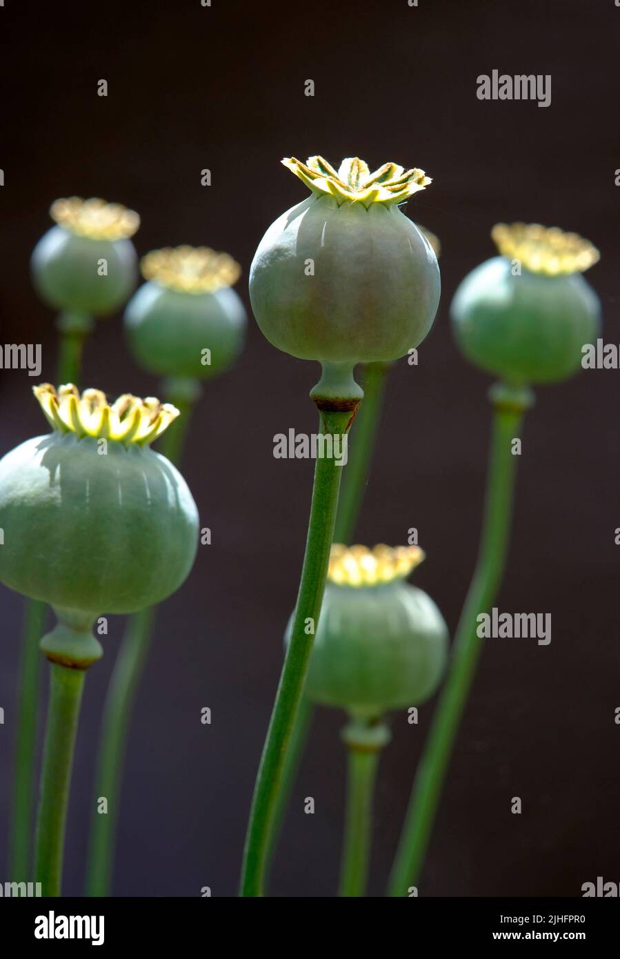 green poppy seed pods on dark background Stock Photo
