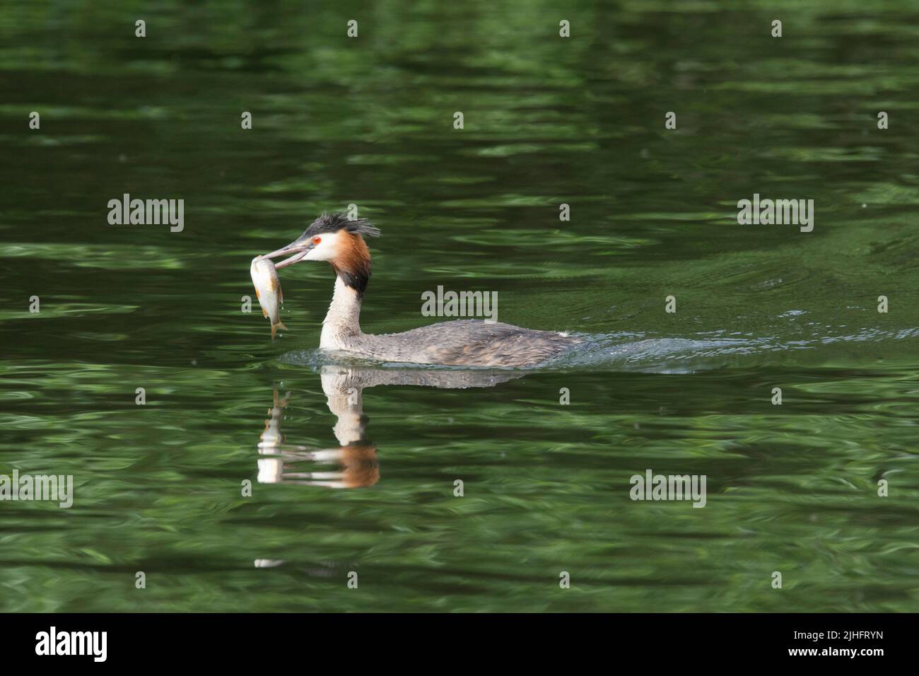 Great-crested Grebe, Podiceps cristatus,adult with large fish in its beak swimming to take it to feed its young, June,  River Bure, Norfolk Broads Stock Photo