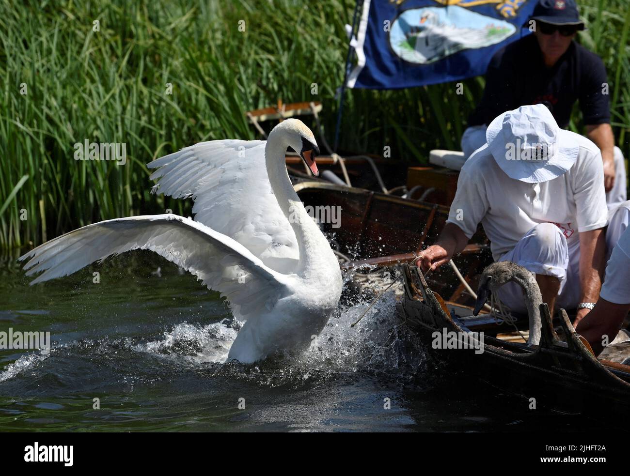 A swan reacts as Swan Uppers record details of cygnets during the annual census of the swan population along sections of the River Thames, Shepperton near Windsor, Britain, July 18, 2022. REUTERS/Toby Melville Stock Photo