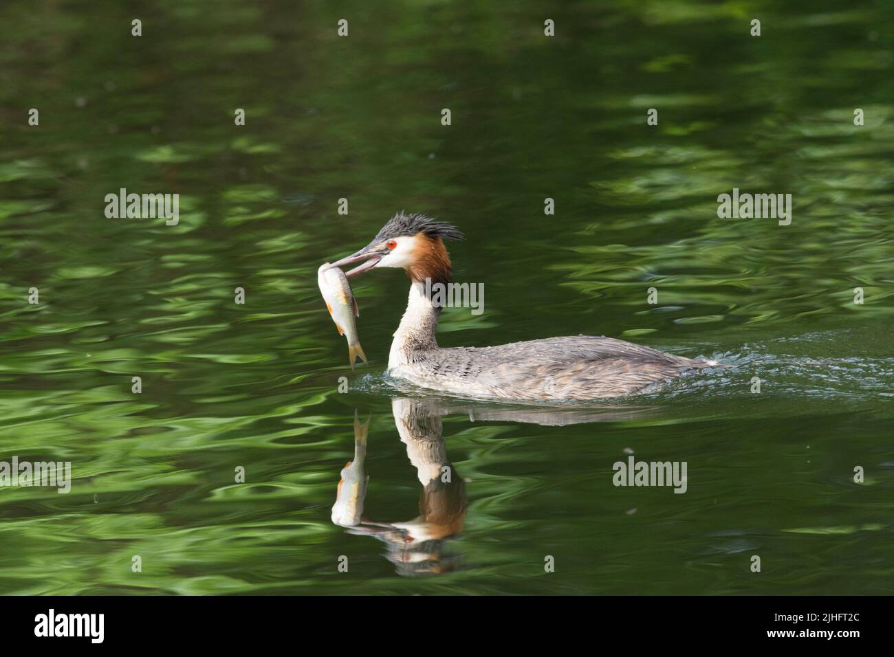 Great-crested Grebe, Podiceps cristatus,adult with large fish in its beak swimming to take it to feed its young, June,  River Bure, Norfolk Broads Stock Photo