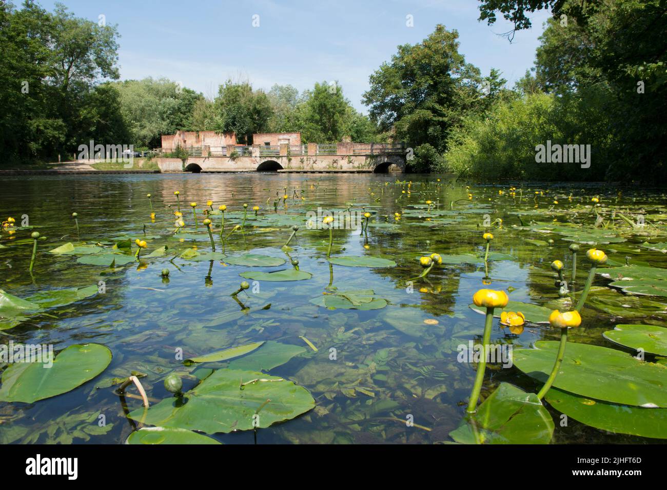 Yellow Water lily, Nuphar lutea, Horstead Mill, River Bure, Norfolk, June Stock Photo
