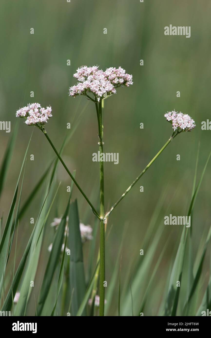 Common Valerian, Valeriana officinalis, flowers, Norfolk, June Stock Photo