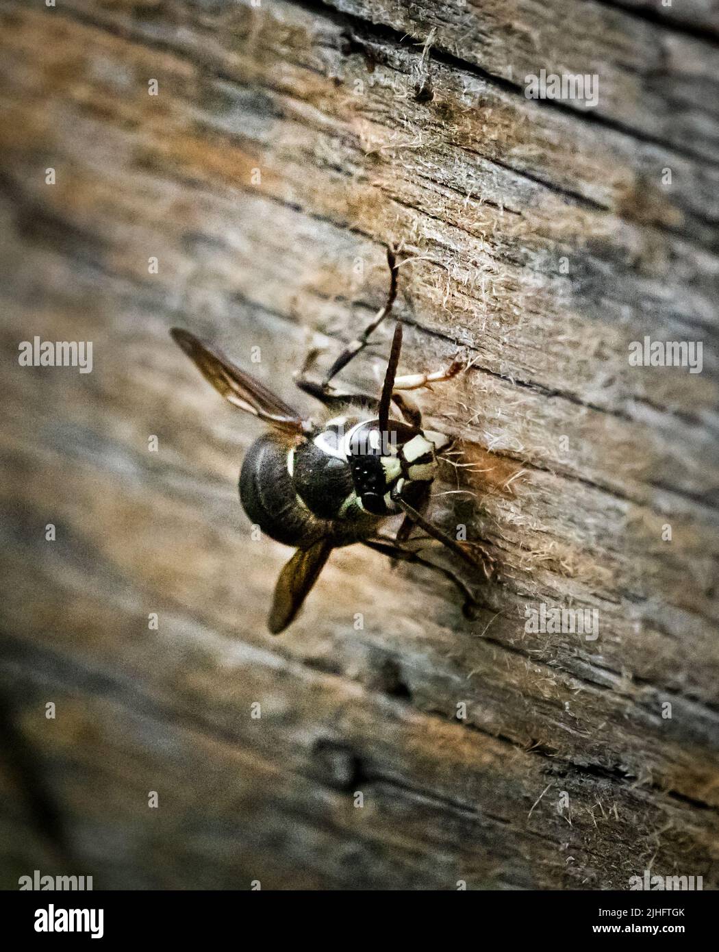 Yellowjacket wasp, vespula dolichovespula, on a wooden fence board obtaining wood in spring, summer, or fall in Lancaster, Pennsylvania Stock Photo