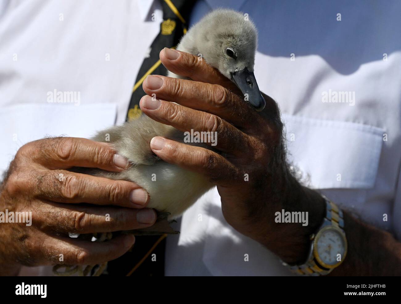 David Barber, The Queen's Swan Marker, handles a rescued cygnet during the annual census of the swan population along sections of the River Thames, Shepperton near Windsor, Britain, July 18, 2022. REUTERS/Toby Melville Stock Photo