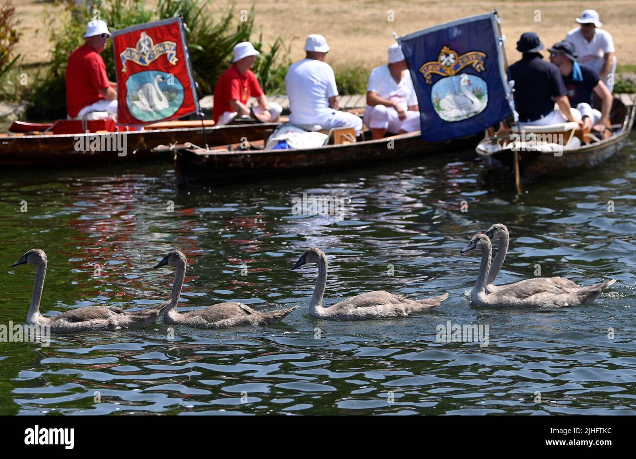 Cygnets swim past Swan Uppers during the annual census of the swan population along sections of the River Thames, Shepperton near Windsor, Britain, July 18, 2022. REUTERS/Toby Melville Stock Photo