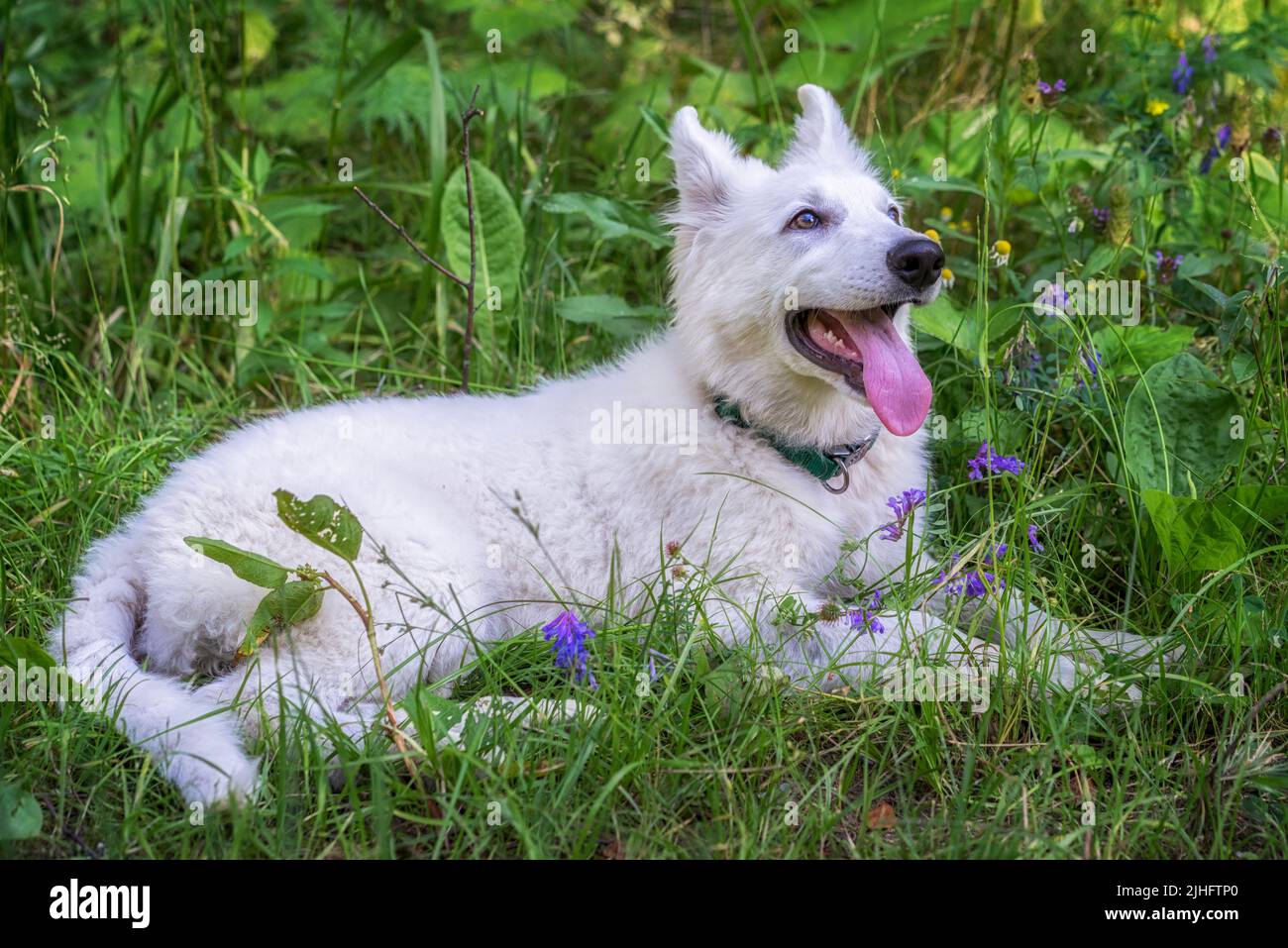 Puppy 3.5 months old White Swiss Shepherd or Berger Blanc Suisse Dog long coat lies in the grass Stock Photo