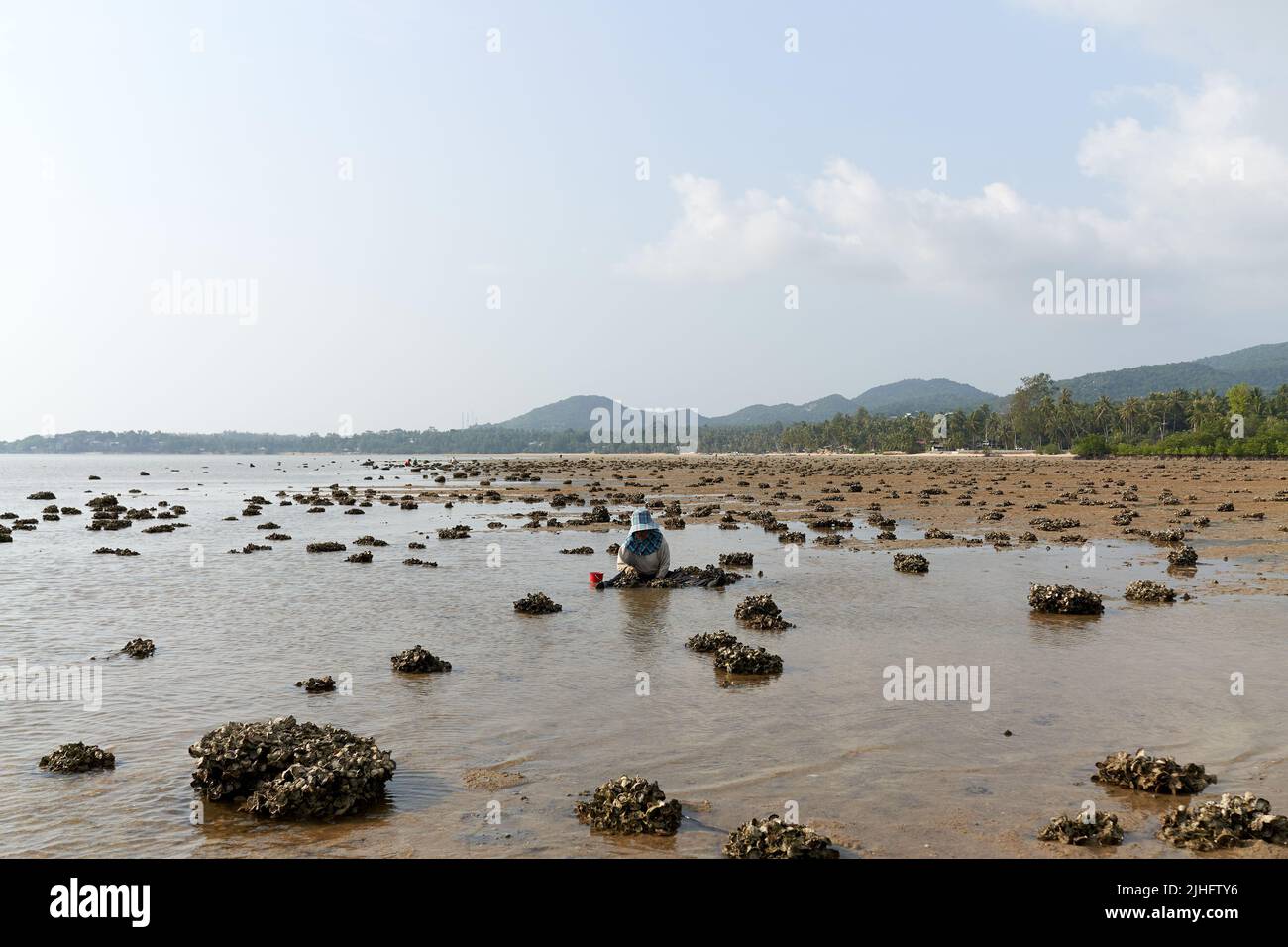 Ko Phangan, Thailand, March 15, 2022: woman searching clams on the beach Stock Photo
