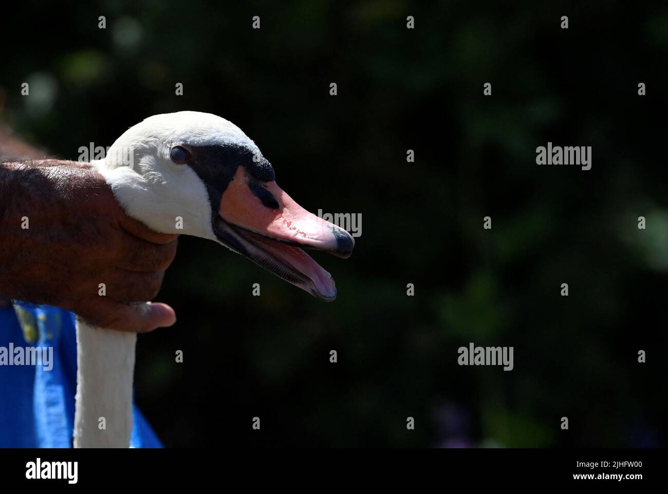 A Swan Upper handles an injured swan during the annual census of the swan population along sections of the River Thames, Shepperton near Windsor, Britain, July 18, 2022. REUTERS/Toby Melville Stock Photo
