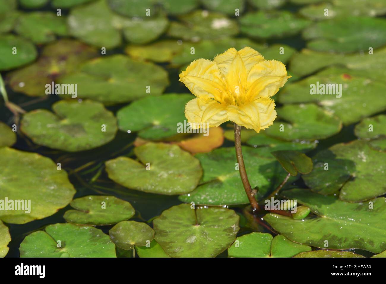 Fringed Water-lily - Nymphoides peltata Stock Photo