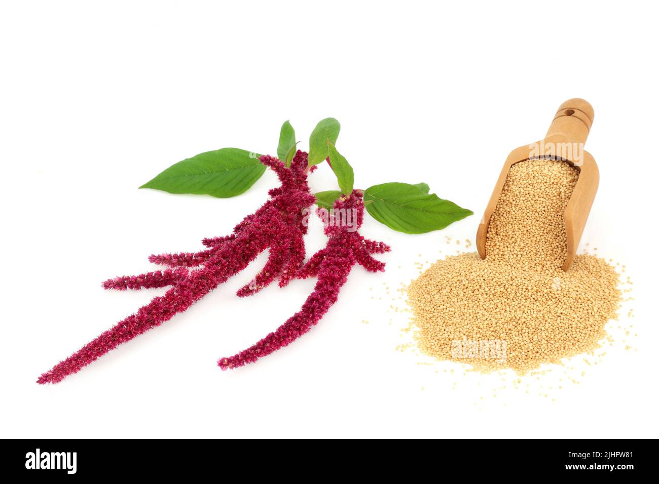Amaranth dried grain in a scoop with amaranthus plant in flower. Nourishing health food gluten free, high in antioxidants, protein and micro nutrients Stock Photo