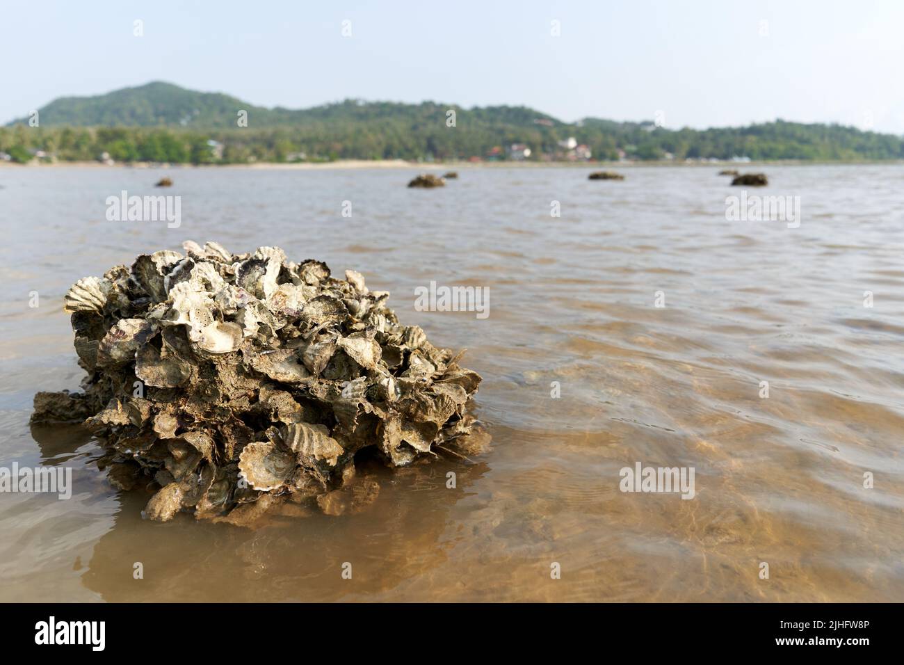 Ko Phangan, Thailand, March 15, 2022: rock with fossilised clam flakes Stock Photo