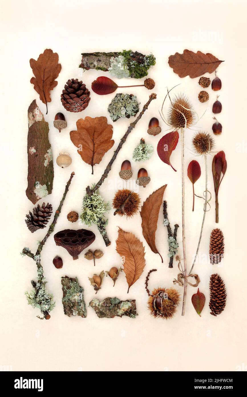 Autumn nature study of leaves, flora and fauna. Natural botanical detailed collection for the Fall Thanksgiving season. Flat lay. Stock Photo