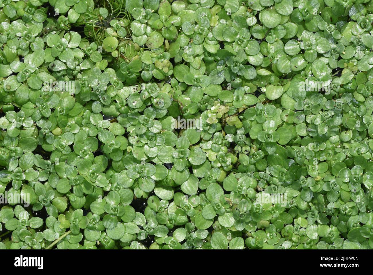 Intermediate Water-starwort - Callitriche brutia ssp. hamulata Stock Photo