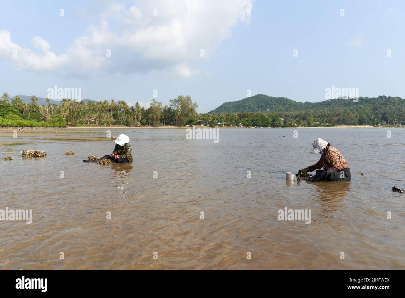 Ko Phangan, Thailand, March 15, 2022: two old woman collecting clams on the sea Stock Photo