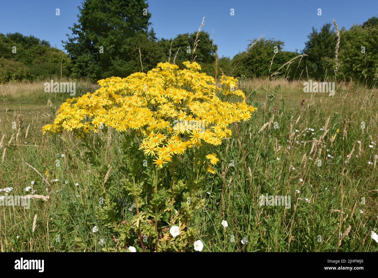 Common Ragwort - Jacobaea vulgaris Stock Photo