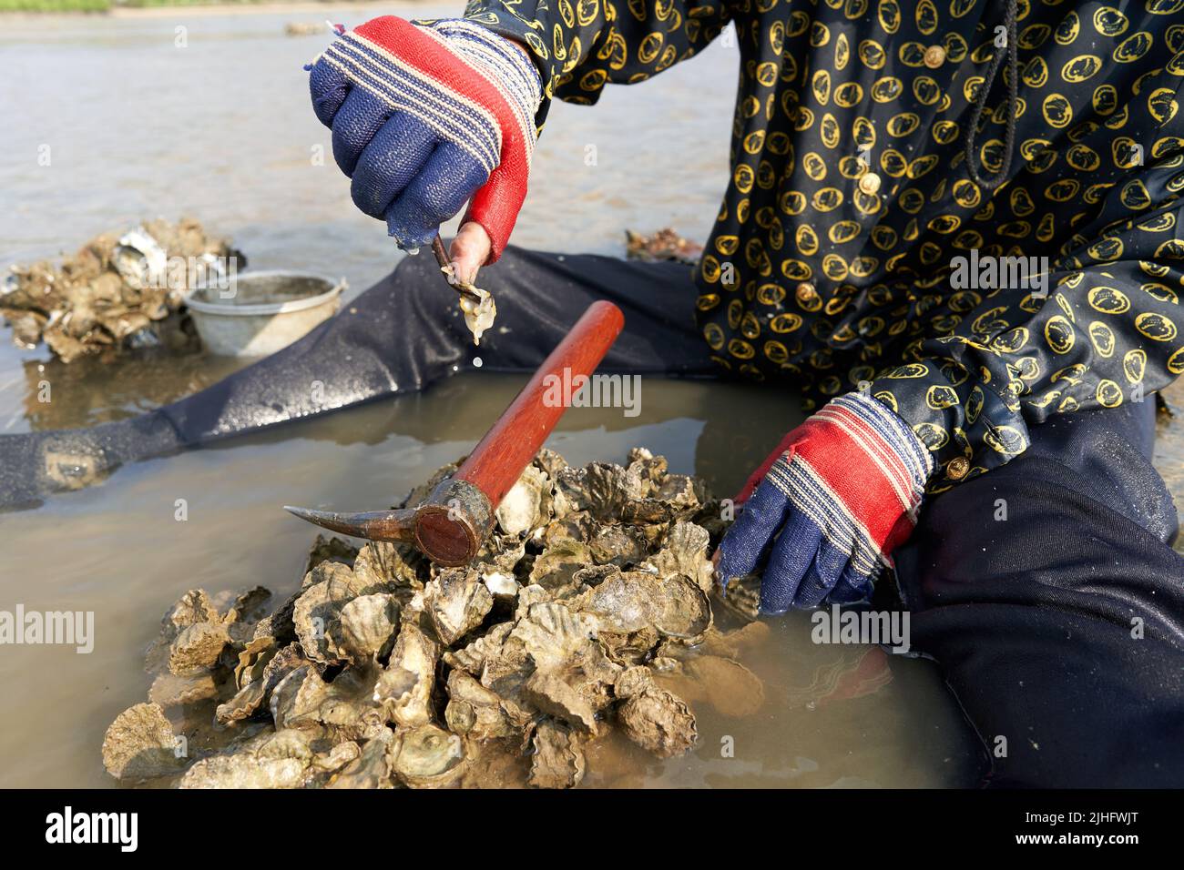 Ko Phangan, Thailand, March 15, 2022: gloved hand using a tool to collect clams Stock Photo