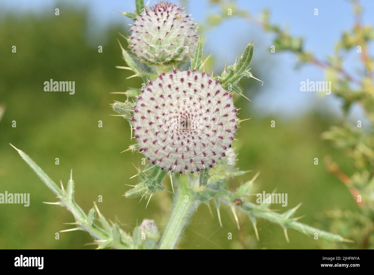 Woolly Thistle - Cirsium eriophorum Stock Photo