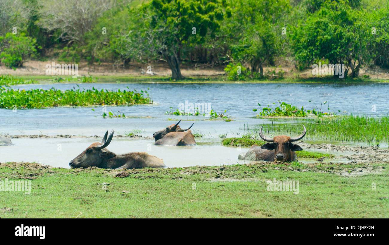 Local Buffalo Buffaloes in the national park of Sri Lanka Stock Photo - Alamy