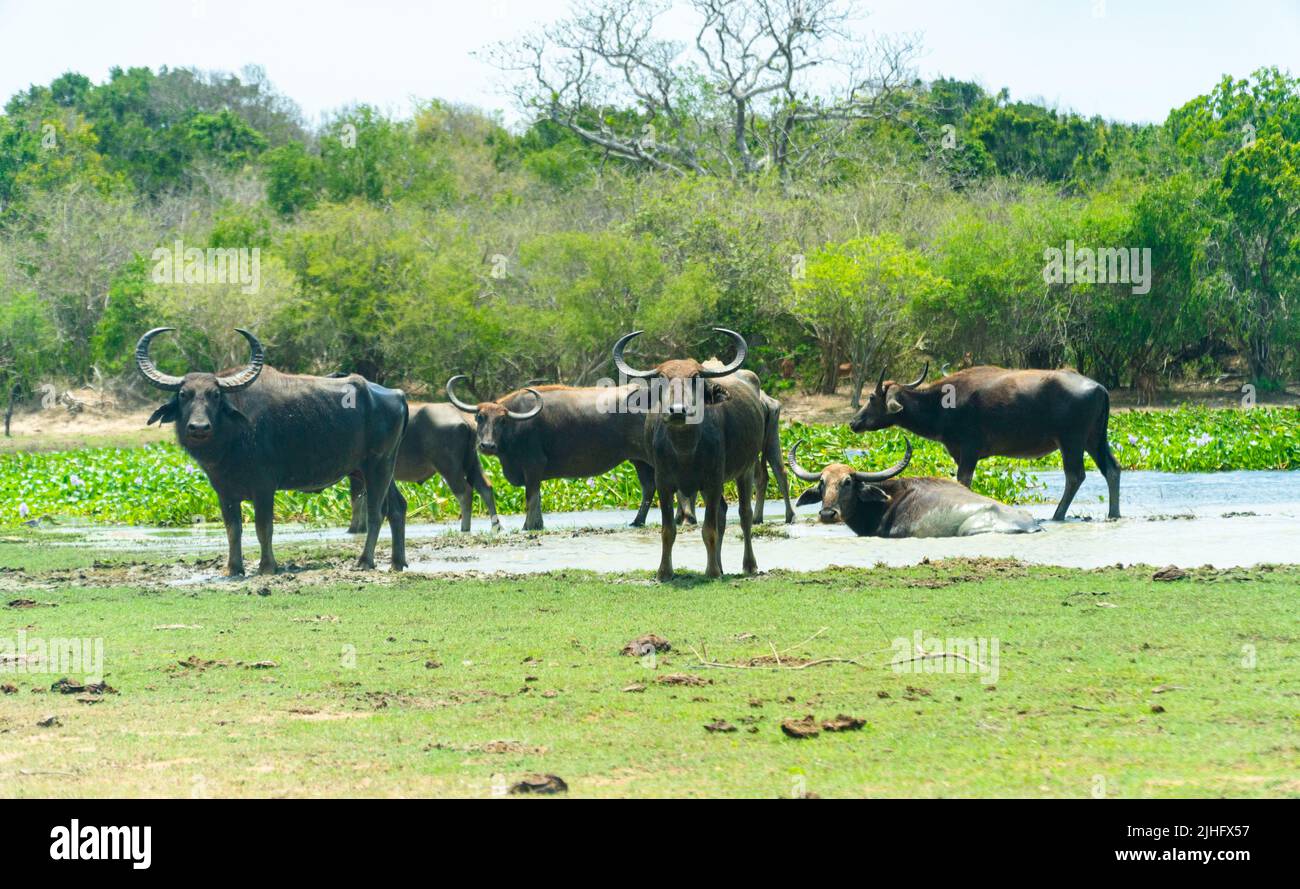 Local Buffalo Buffaloes in the national park of Sri Lanka Stock Photo - Alamy