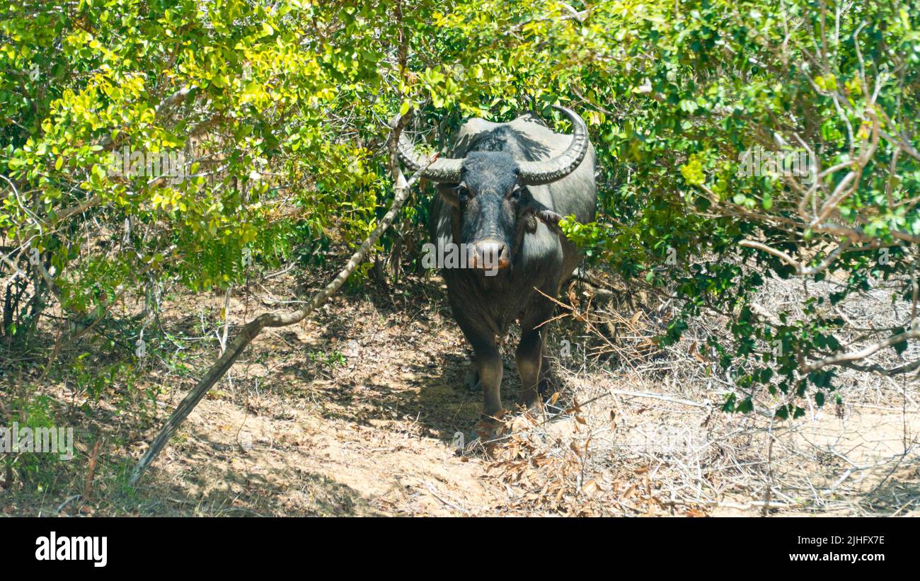 Local Buffalo Buffalo in the national park of Sri Lanka Stock Photo - Alamy
