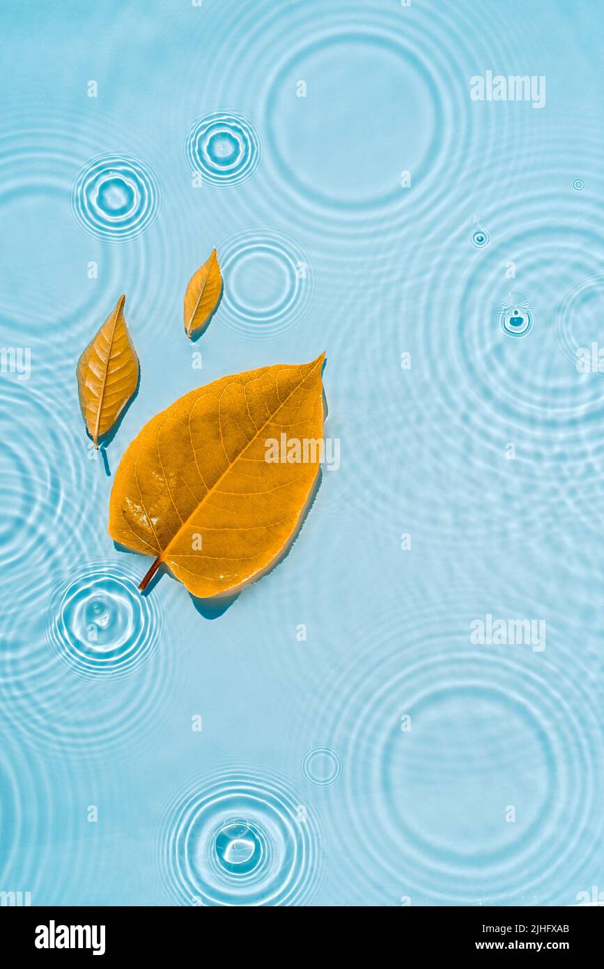 Yellow leaves on blue water with circles and ripples from drops and splashes Natural autumn background Autumn background clean transparent waves, wate Stock Photo