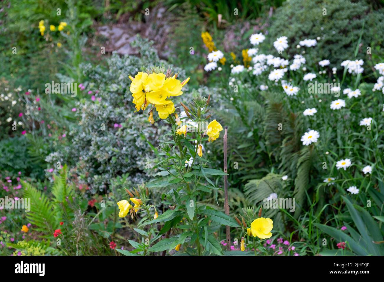 Yellow evening primrose flowers & white daisies growing in summer heatwave small rural country back garden Carmarthenshire Wales UK 2022 KATHY DEWITT Stock Photo