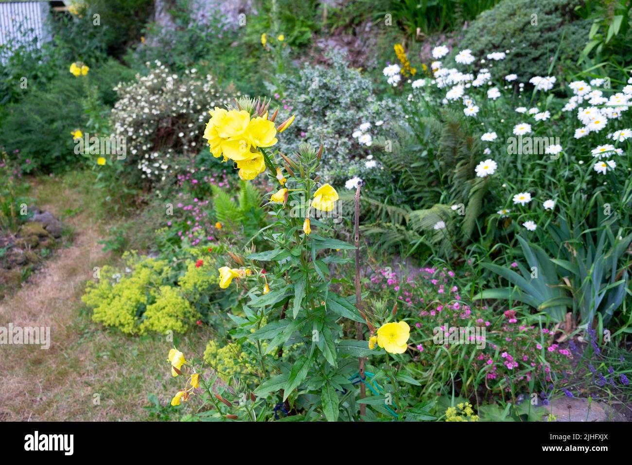 Yellow evening primrose flowers & white daisies growing in summer heatwave small rural country back garden Carmarthenshire Wales UK 2022 KATHY DEWITT Stock Photo