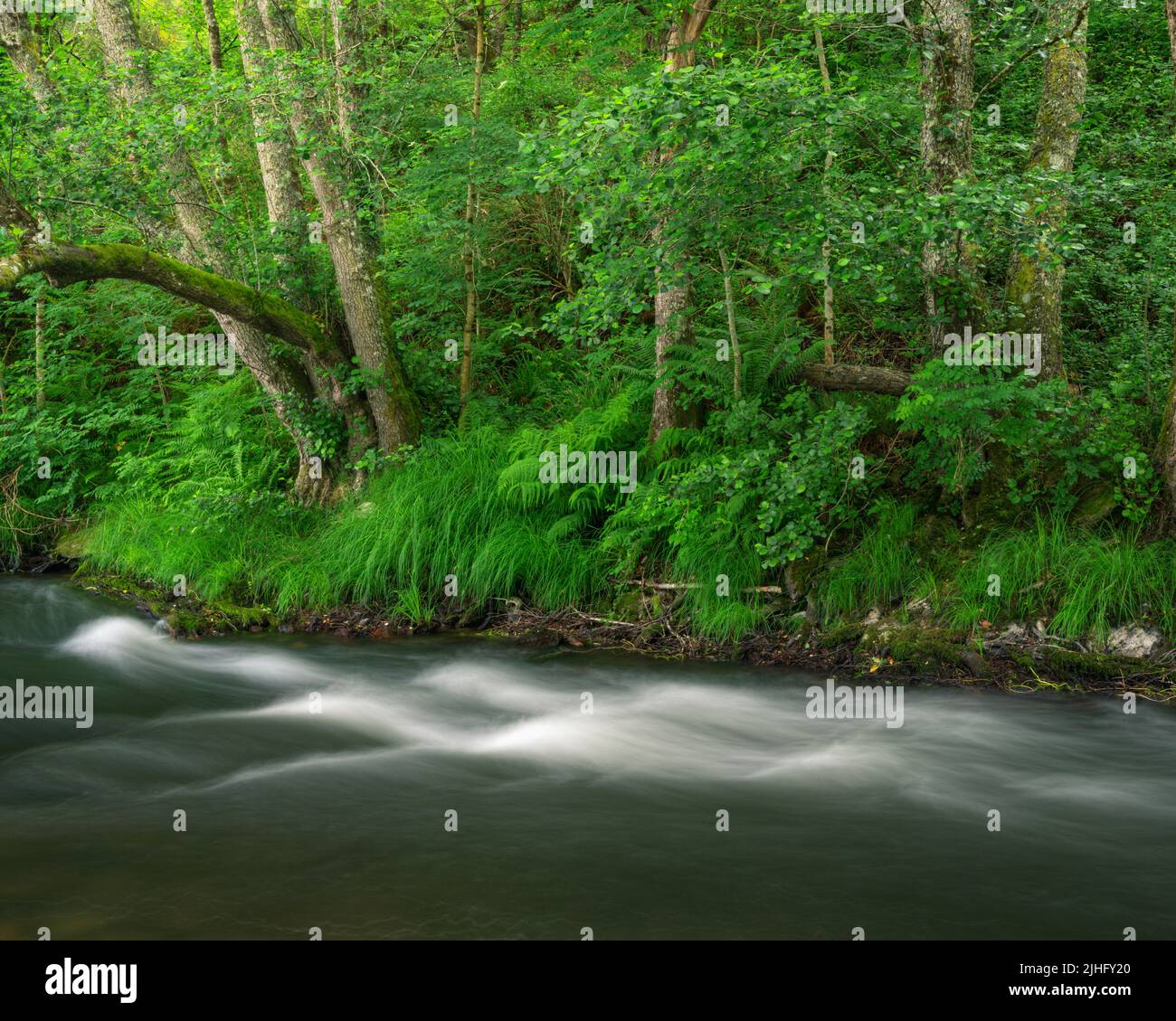 Foamy waves in the current of a river surrounded by abundant vegetation ...