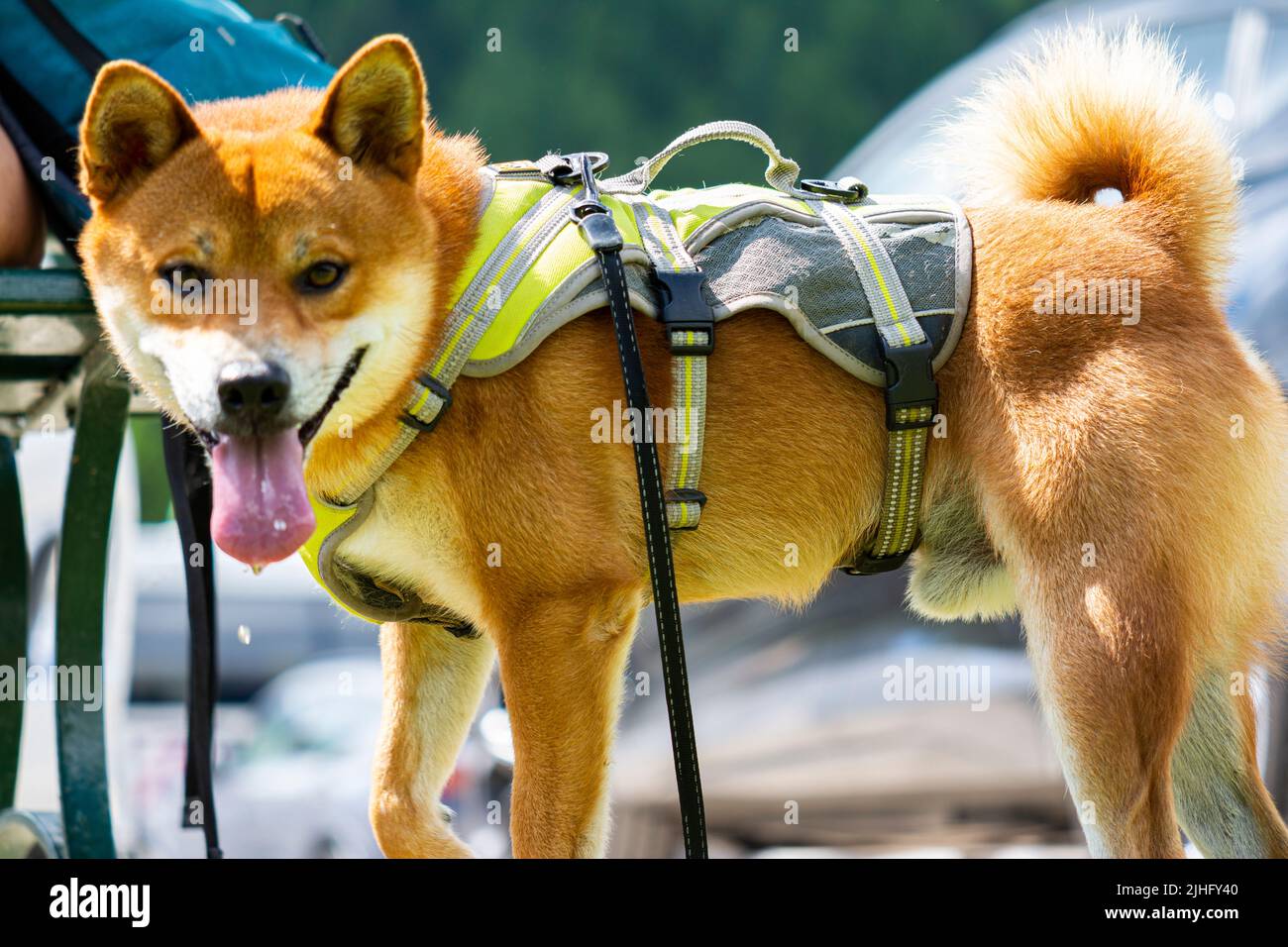 Shiba inu beautiful dog canine hi res stock photography and images